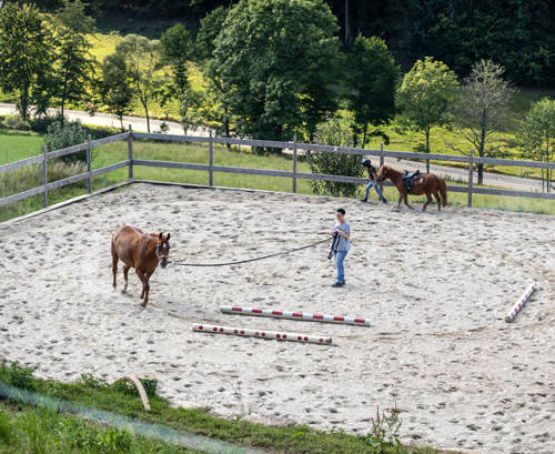 bumblebee-stable-reitplatz-2