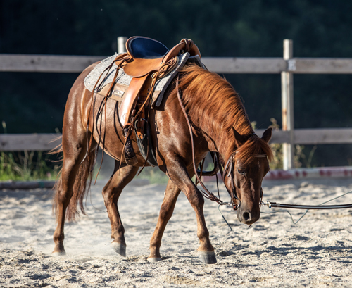 bumblebee-stable-reitplatz-3