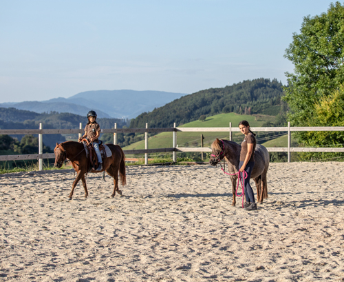 bumblebee-stable-reitplatz-4