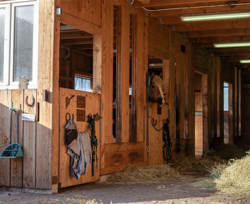 bumblebee-stable-stall-3