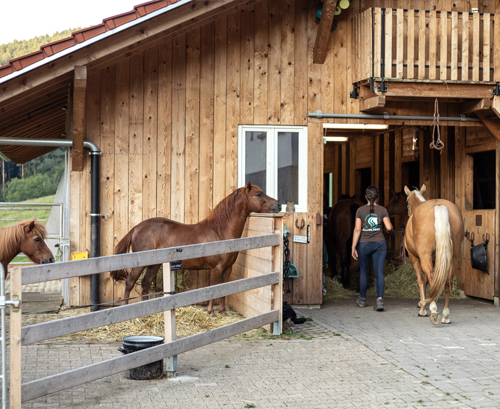 bumblebee-stable-stall-6
