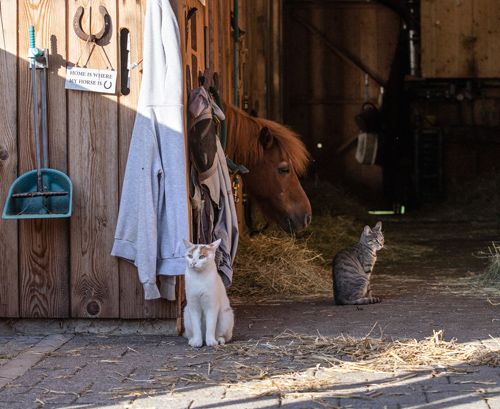 bumblebee-stable-stall-7