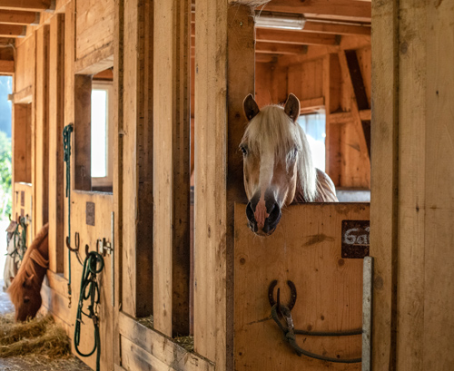 bumblebee-stable-stall-8