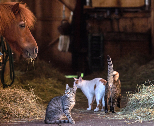 bumblebee-stable-stall-9