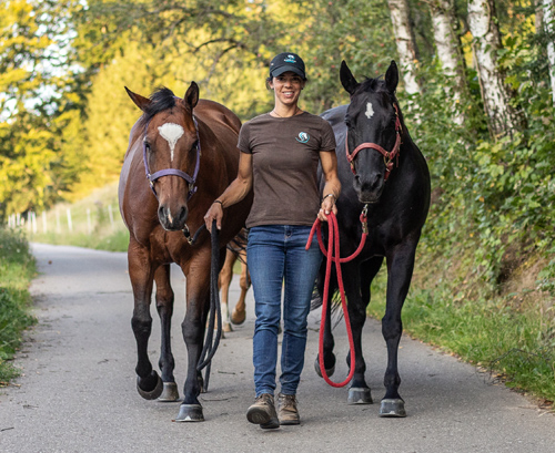 bumblebee-stable-weide-1