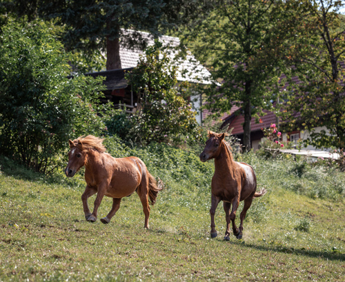 bumblebee-stable-weide-2
