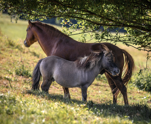 bumblebee-stable-weide-3